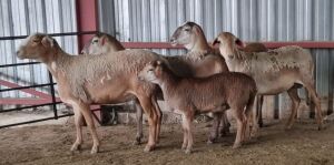 LOT 148 4+1X MEATMASTER FLOCK OOI/EWE DIRK STEENKAMP MEATMASTERS (PAY PER PIECE TO TAKE THE LOT)