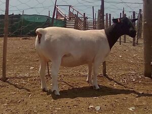 WITHDRAW - LOT 79 1X DORPER EWE KRANSKOP DORPERS