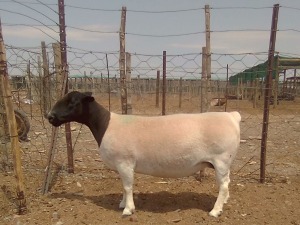 WITHDRAW - LOT 76 1X DORPER EWE KRANSKOP DORPERS