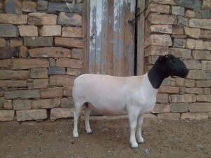 WITHDRAW - LOT 80 1X DORPER EWE KRANSKOP DORPERS