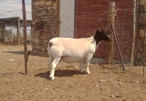 WITHDRAW - LOT 77 1X DORPER EWE KRANSKOP DORPERS