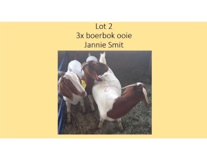 3X Boerbok OOI/EWE Jannie Smit (PER STUK OM LOT TE NEEM/PER PIECE TO TAKE THE LOT)
