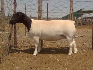 WITHDRAW - LOT 78 1X DORPER EWE KRANSKOP DORPERS