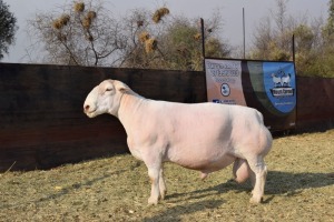 WITHDRAW - LOT 181 X WHITE DORPER RAM MOUNT CARMEL TWEELING STOET