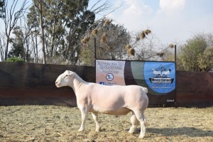 WITHDRAW - LOT 182 X WHITE DORPER RAM- GENESIS MOUNT CARMEL TWEELING STOET