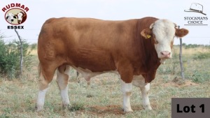 1 x SIMMENTAL BULL RUDMAR ESSEX