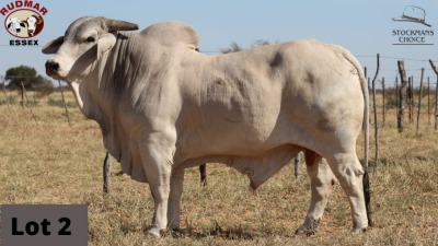 1 x BRAHMAN BULL RUDMAR ESSEX