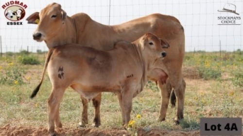 1+1 x SIMBRA COW + CALF RUDMAR ESSEX