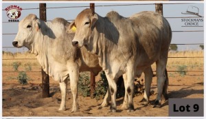 2 x BRAHMAN HEIFERS RUDMAR ESSEX