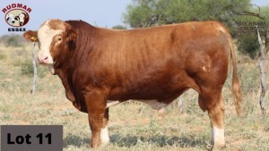 1 x SIMMENTAL BULL RUDMAR ESSEX