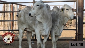 2 x BRAHMAN HEIFERS RUDMAR ESSEX (Pay per piece to take the lot)