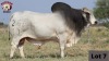 1 x BRAHMAN BULL RUDMAR ESSEX