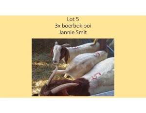 3X Boerbok OOI/EWE Jannie Smit (PER STUK OM LOT TE NEEM/PER PIECE TO TAKE THE LOT)