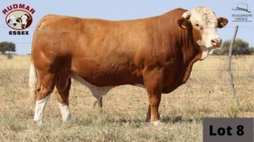 1 x SIMMENTAL BULL RUDMAR ESSEX