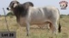 1 x BRAHMAN BULL RUDMAR ESSEX