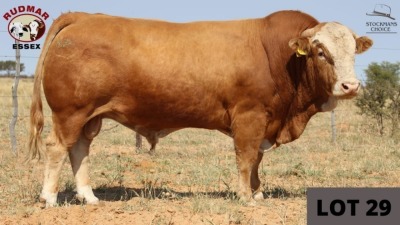 1 x SIMMENTAL BULL RUDMAR ESSEX