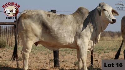 1 x BRAHMAN COW RUDMAR ESSEX