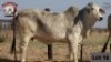 1 x BRAHMAN COW RUDMAR ESSEX