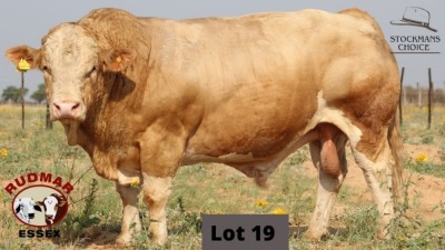 1 x SIMMENTAL BULL RUDMAR ESSEX