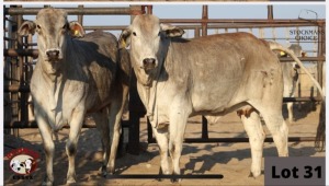 2 x BRAHMAN HEIFERS RUDMAR ESSEX (Pay per piece to take the lot)