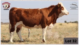 1 x SIMMENTAL COW RUDMAR ESSEX