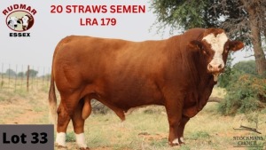 20 x Semen LRA179 RUDMAR ESSEX (Pay per piece to take the lot)