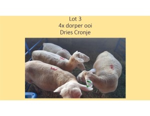 4X Dorper OOI/EWE Dries Cronje (PER STUK OM LOT TE NEEM/PER PIECE TO TAKE THE LOT)