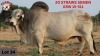 20 x Semen GRW 15-511 RUDMAR ESSEX (Pay per piece to take the lot)