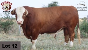 1 x SIMMENTAL BULL RUDMAR ESSEX