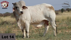 1 x BRAHMAN BULL RUDMAR ESSEX