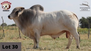 1 x BRAHMAN BULL RUDMAR ESSEX