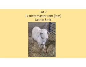 1X Meatmaster RAM LAM Jannie Smit
