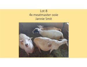 4X Meatmaster OOI/EWE Jannie Smit (PER STUK OM LOT TE NEEM/PER PIECE TO TAKE THE LOT)