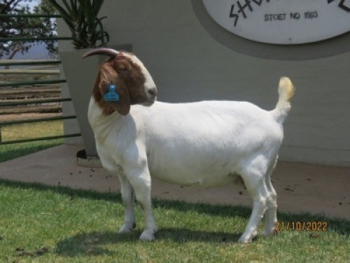 1X BOER GOAT STUD DOE SHONGOLOLO
