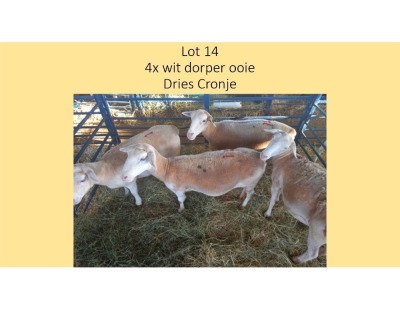4X Wit Dorper OOI Dries Cronje (PER STUK OM LOT TE NEEM/PER PIECE TO TAKE THE LOT)