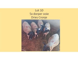 5X Dorper OOI Dries Cronje (PER STUK OM LOT TE NEEM/PER PIECE TO TAKE THE LOT)