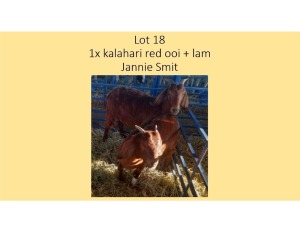 1+1X Kalahari Red OOI + LAM Jannie Smit