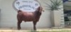 1X KALAHARI RED BUCK SHOZALOZA KR - 2