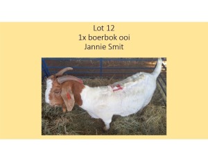 1X Boerbok OOI Jannie Smit