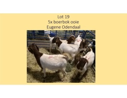 5X Boerbok OOI Eugene Odendaal (PER STUK OM LOT TE NEEM/PER PIECE TO TAKE THE LOT)