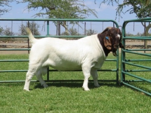 1X BOER GOAT STUD BUCK PW BOTHA BOERBOKSTOET