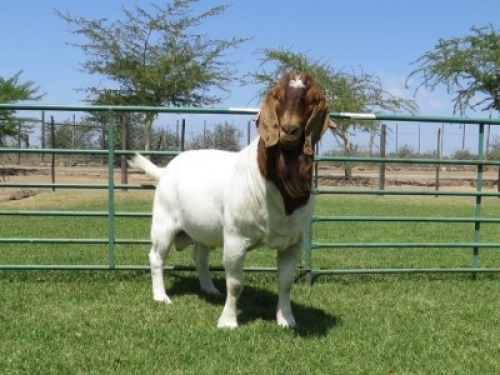 1X BOER GOAT STUD BUCK PW BOTHA BOERBOKSTOET