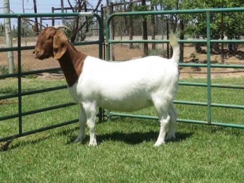 1X BOER GOAT STUD DOE PW BOTHA BOERBOKSTOET