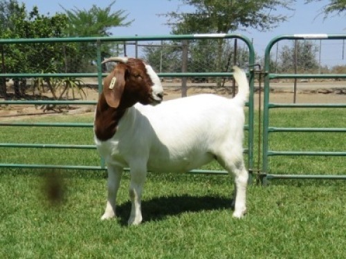 1X BOER GOAT STUD DOE PW BOTHA BOERBOKSTOET