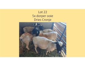 5X Dorper OOI Dries Cronje (PER STUK OM LOT TE NEEM/PER PIECE TO TAKE THE LOT)