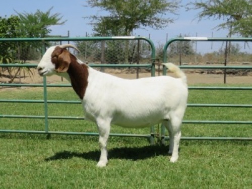 1X BOER GOAT STUD DOE PW BOTHA BOERBOKSTOET