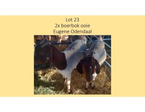 2X Boerbok OOI Eugene Odendaal (PER STUK OM LOT TE NEEM/PER PIECE TO TAKE THE LOT)