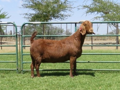 1X KALAHARI RED FLOCK DOE PW BOTHA BOERBOKSTOET
