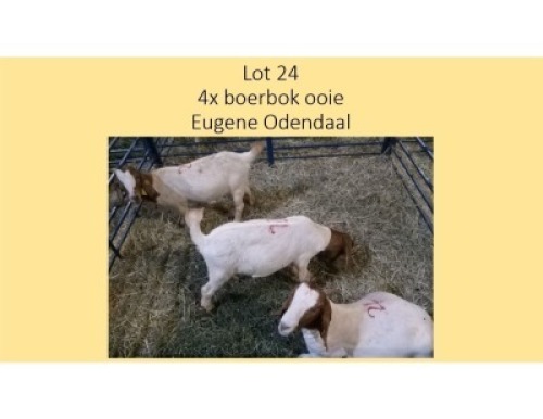 4X Boerbok OOI Eugene Odendaal (PER STUK OM LOT TE NEEM/PER PIECE TO TAKE THE LOT)