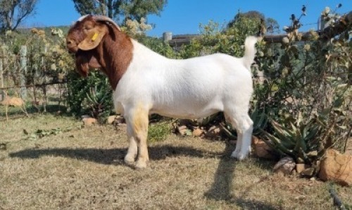 1X BOER GOAT FLOCK BUCK ERIK MEYER BOERBOKSTOET